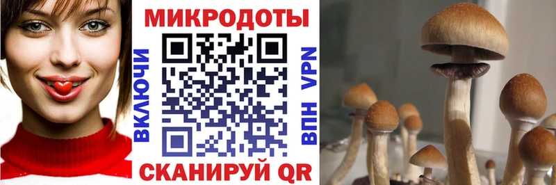 darknet как зайти Тюкалинск Псилоцибиновые грибы мухоморы